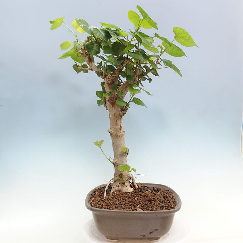 Indoor bonsai - Hibiscus tiliaceus - Sea hibiscus + SUISEKI book Free