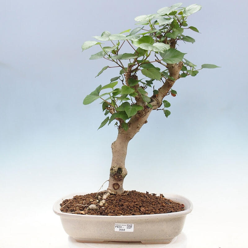 Indoor bonsai - Hibiscus tiliaceus - Sea hibiscus + SUISEKI book Free