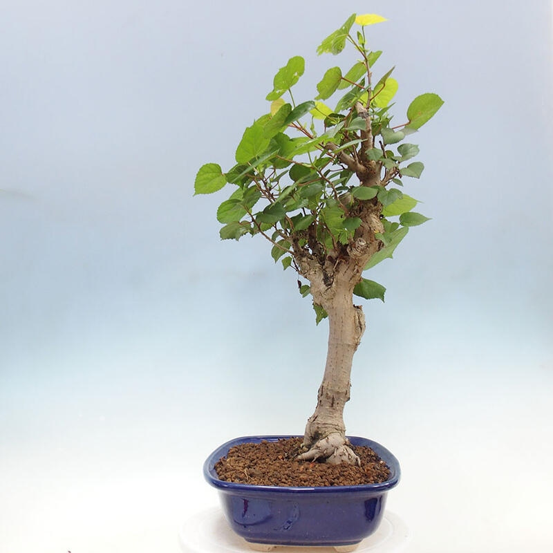 Indoor bonsai - Hibiscus tiliaceus - Sea hibiscus + SUISEKI book Free