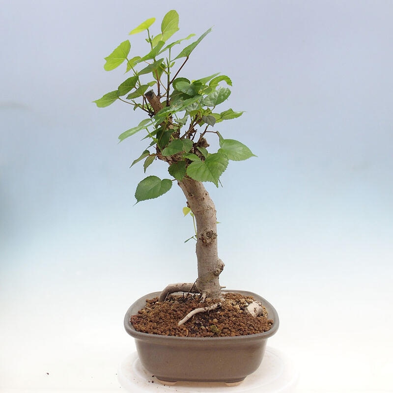 Indoor bonsai - Hibiscus tiliaceus - Sea hibiscus + SUISEKI book Free