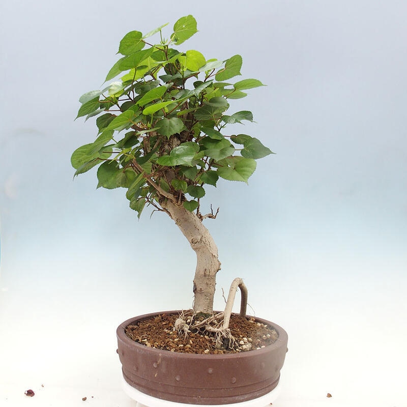 Indoor bonsai - Hibiscus tiliaceus - Sea hibiscus + SUISEKI book Free