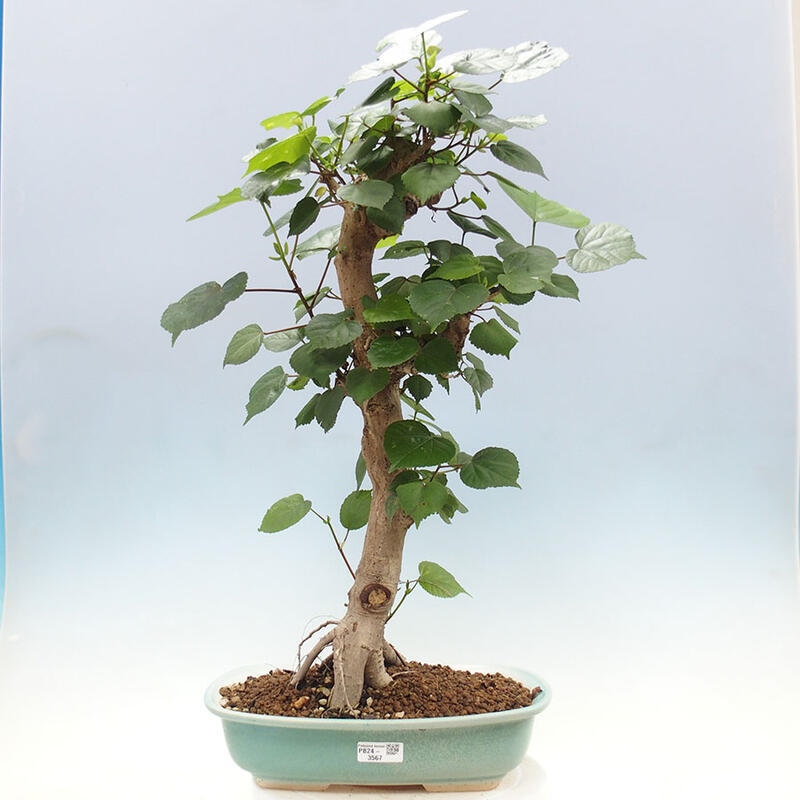 Indoor bonsai - Hibiscus tiliaceus - Sea hibiscus + SUISEKI book Free