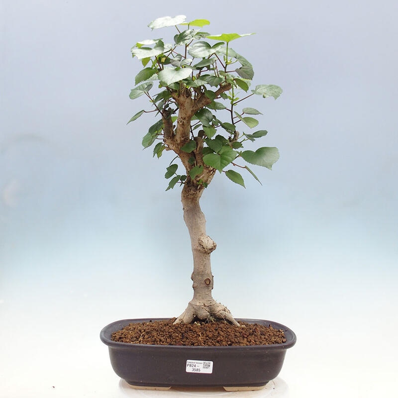 Indoor bonsai - Hibiscus tiliaceus - Sea hibiscus + SUISEKI book Free