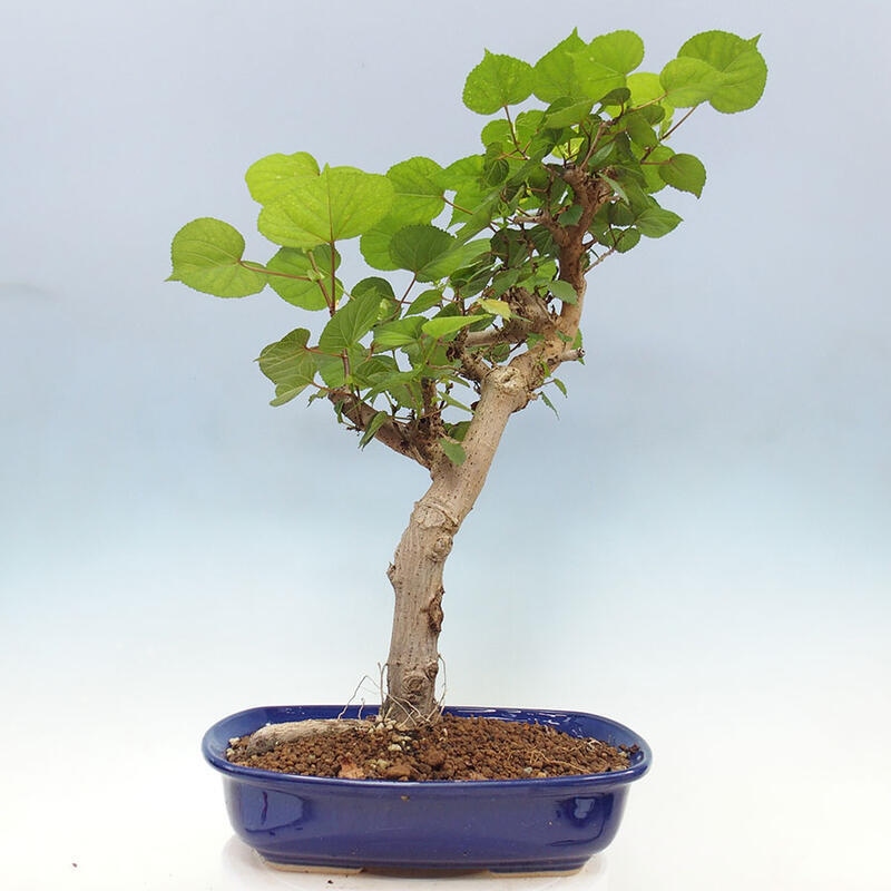 Indoor bonsai - Hibiscus tiliaceus - Sea hibiscus + SUISEKI book Free