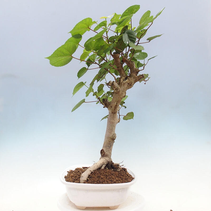 Indoor bonsai - Hibiscus tiliaceus - Sea hibiscus + SUISEKI book Free