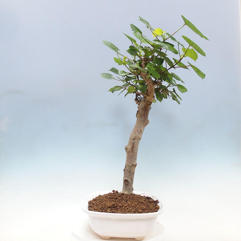 Indoor bonsai - Hibiscus tiliaceus - Sea hibiscus + SUISEKI book Free