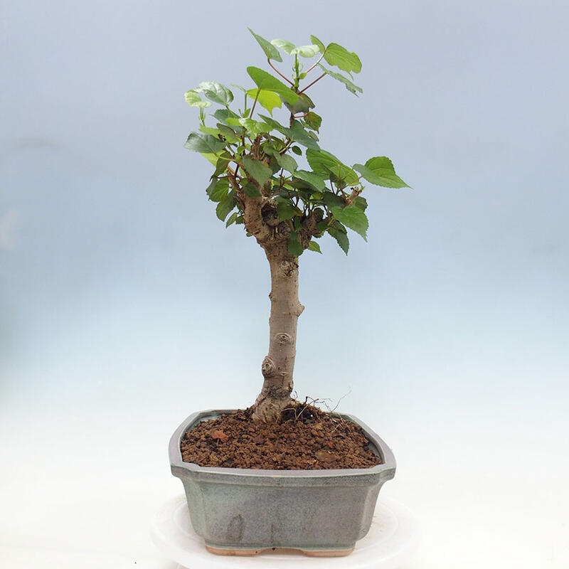 Indoor bonsai - Hibiscus tiliaceus - Sea hibiscus + SUISEKI book Free