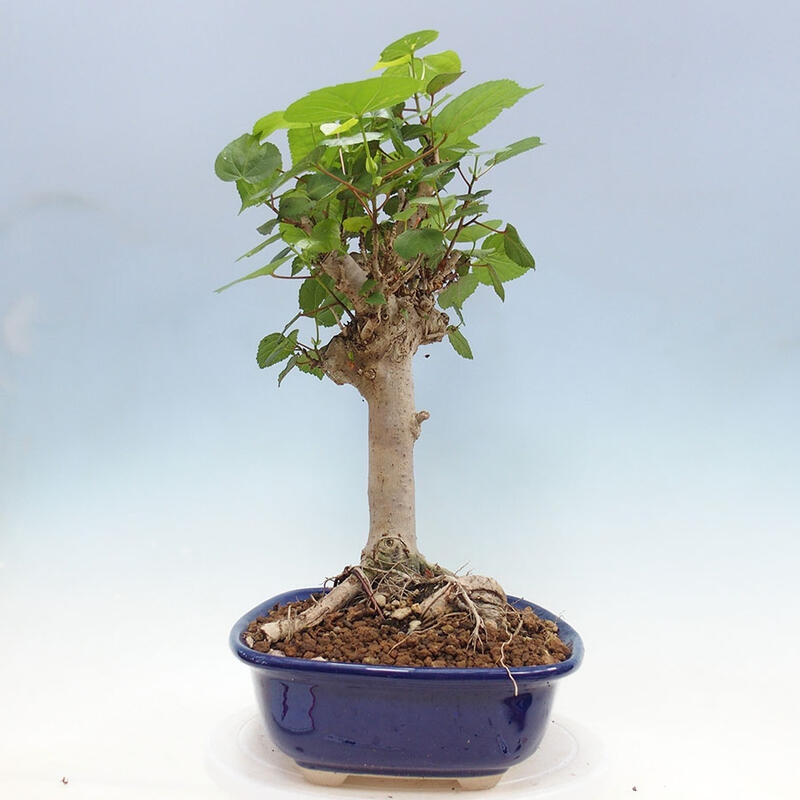 Indoor bonsai - Hibiscus tiliaceus - Sea hibiscus + SUISEKI book Free