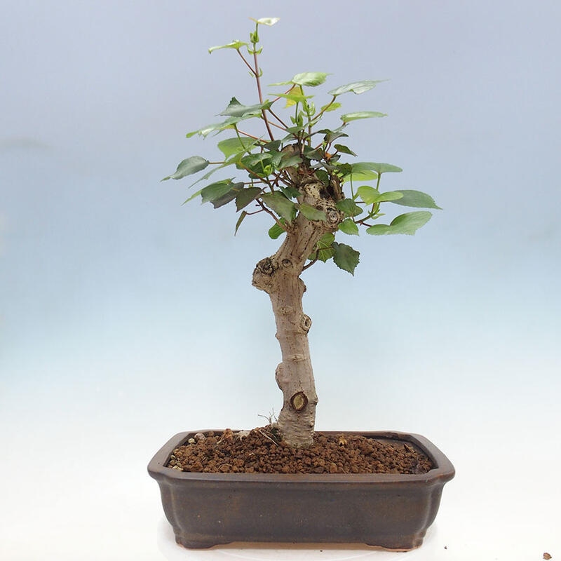 Indoor bonsai - Hibiscus tiliaceus - Sea hibiscus + SUISEKI book Free