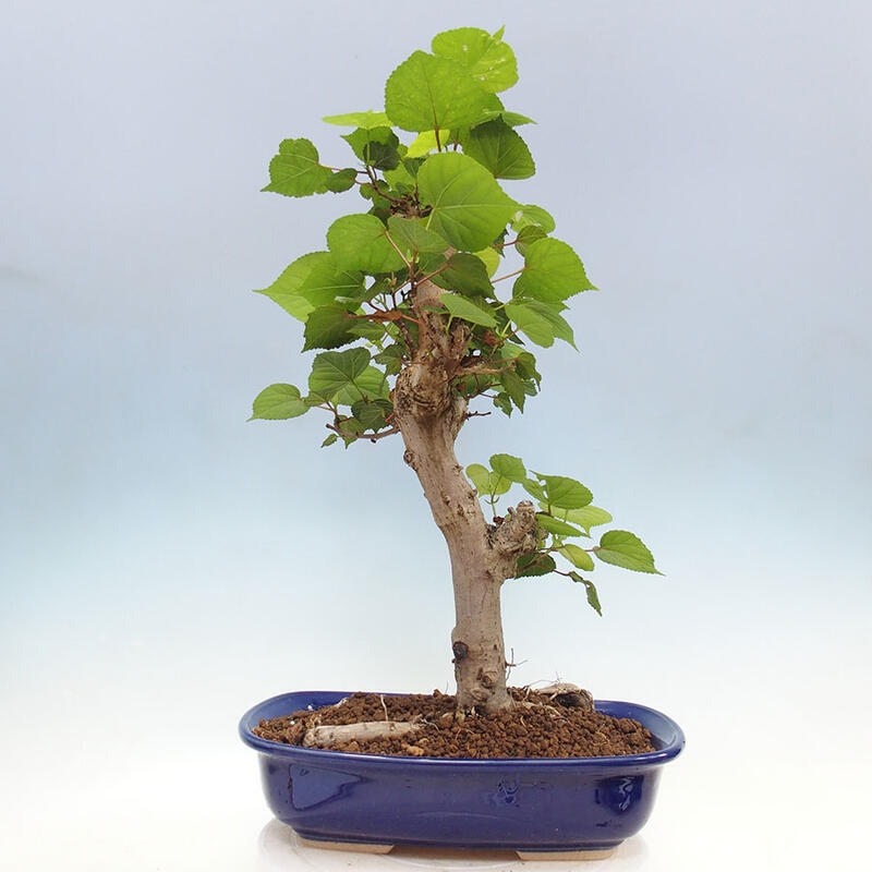 Indoor bonsai - Hibiscus tiliaceus - Sea hibiscus + SUISEKI book Free