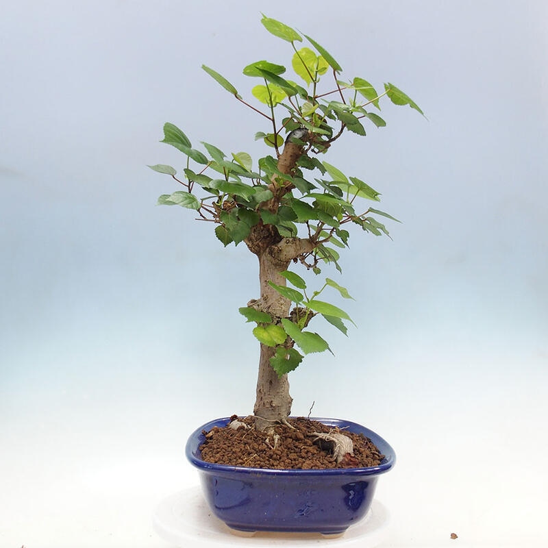 Indoor bonsai - Hibiscus tiliaceus - Sea hibiscus + SUISEKI book Free