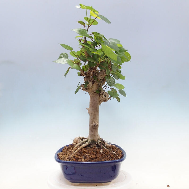 Indoor bonsai - Hibiscus tiliaceus - Sea hibiscus + SUISEKI book Free