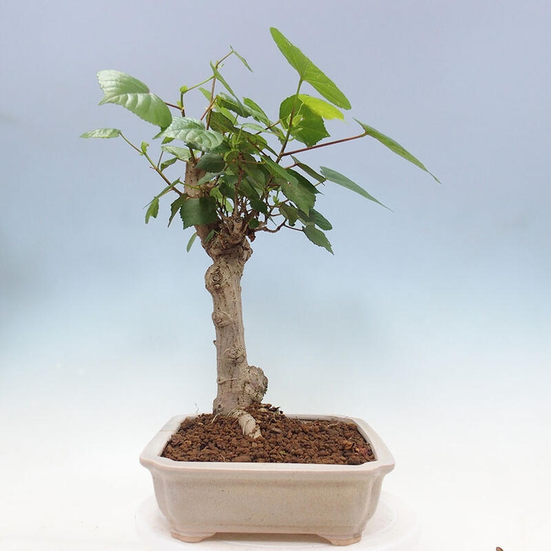 Indoor bonsai - Hibiscus tiliaceus - Sea hibiscus + SUISEKI book Free