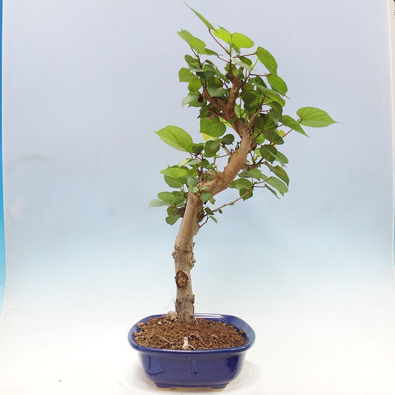 Indoor bonsai - Hibiscus tiliaceus - Sea hibiscus + SUISEKI book Free