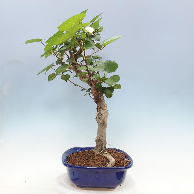 Indoor bonsai - Hibiscus tiliaceus - Sea hibiscus + SUISEKI book Free