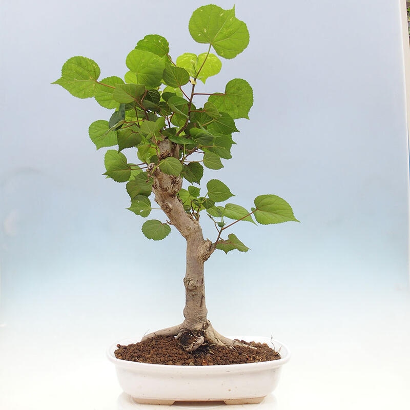 Indoor bonsai - Hibiscus tiliaceus - Sea hibiscus + SUISEKI book Free