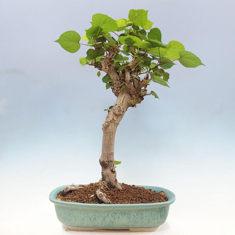 Indoor bonsai - Hibiscus tiliaceus - Sea hibiscus + SUISEKI book Free