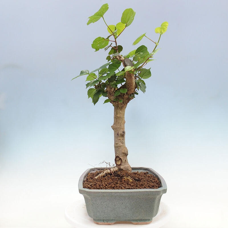 Indoor bonsai - Hibiscus tiliaceus - Sea hibiscus + SUISEKI book Free