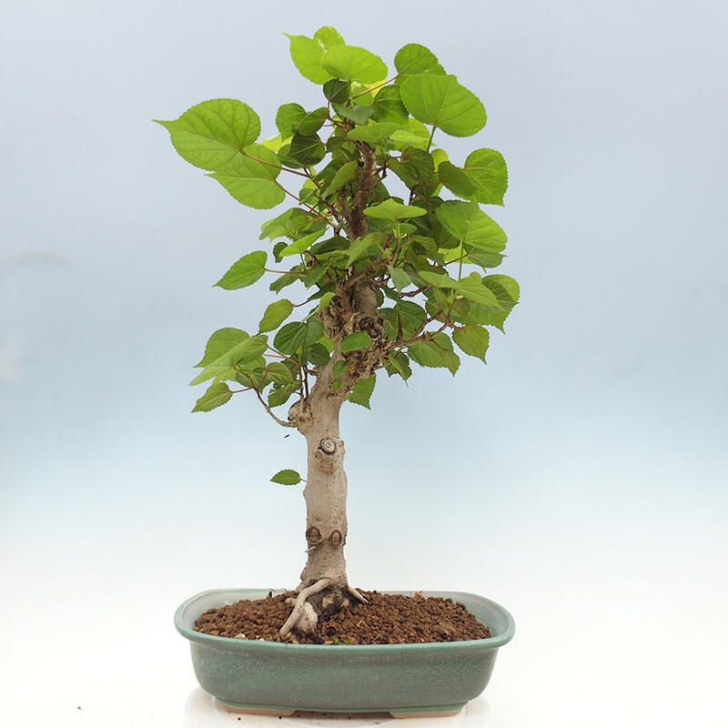 Indoor bonsai - Hibiscus tiliaceus - Sea hibiscus + SUISEKI book Free