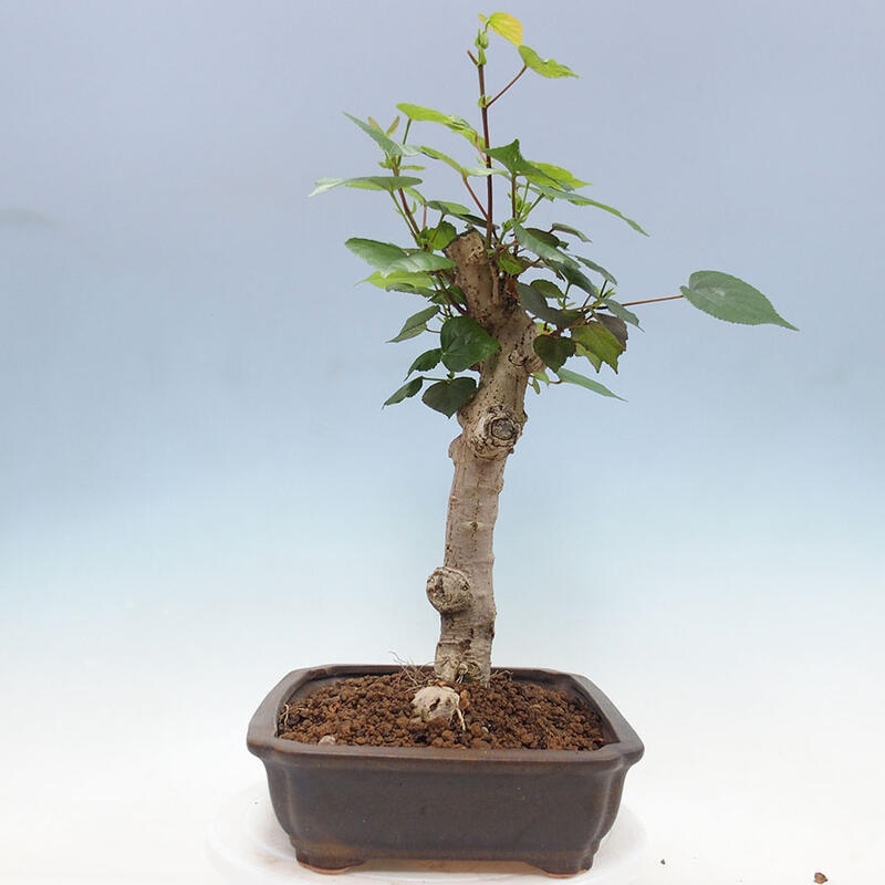 Indoor bonsai - Hibiscus tiliaceus - Sea hibiscus + SUISEKI book Free