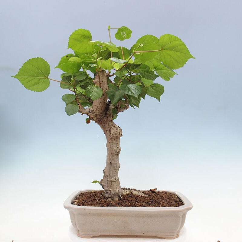 Indoor bonsai - Hibiscus tiliaceus - Sea hibiscus + SUISEKI book Free