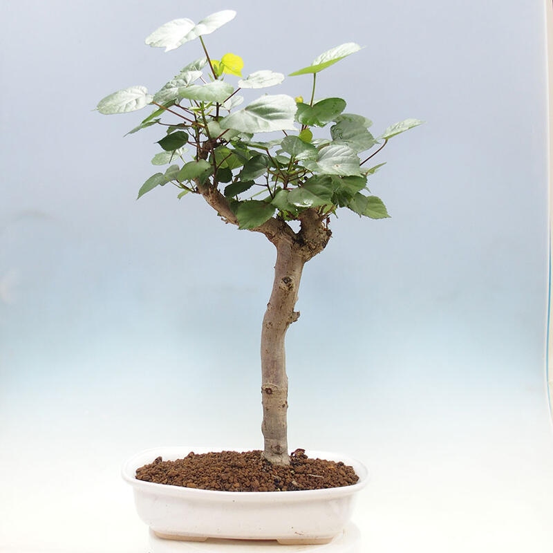 Indoor bonsai - Hibiscus tiliaceus - Sea hibiscus + SUISEKI book Free