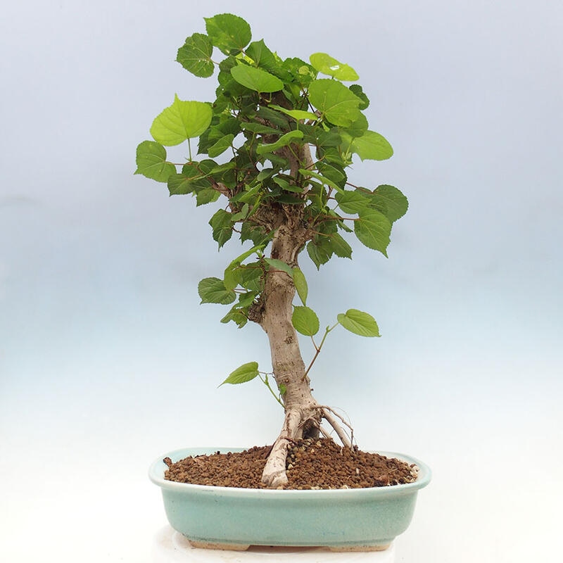 Indoor bonsai - Hibiscus tiliaceus - Sea hibiscus + SUISEKI book Free