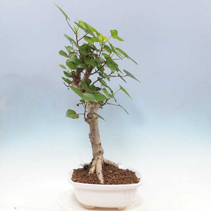 Indoor bonsai - Hibiscus tiliaceus - Sea hibiscus + SUISEKI book Free