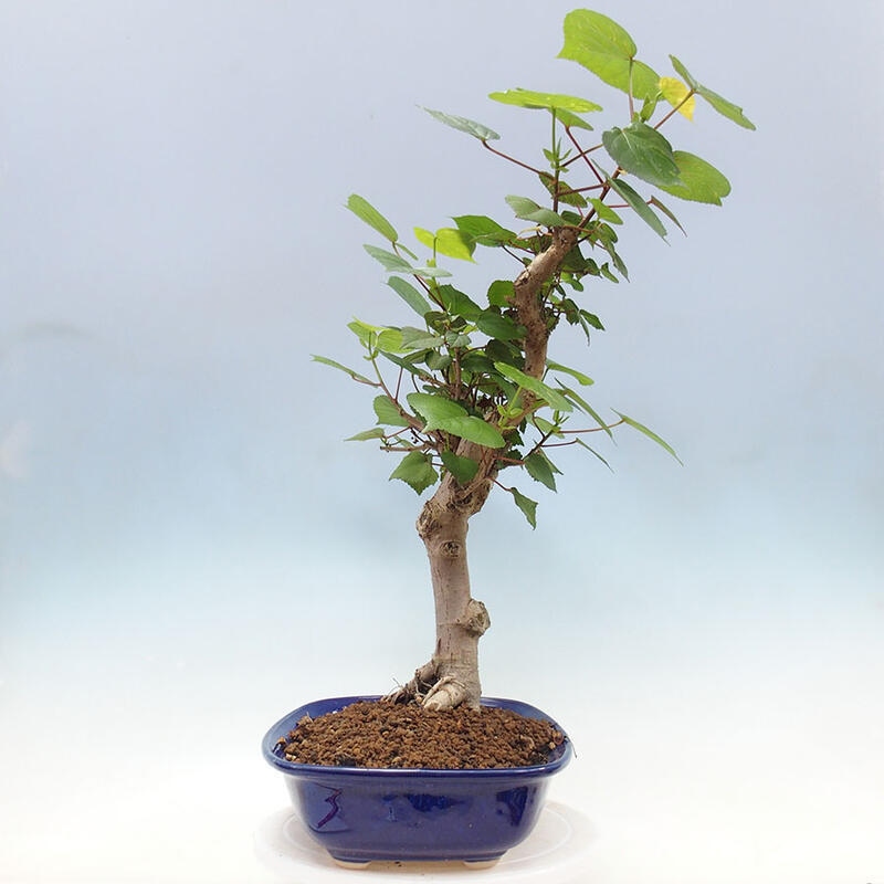 Indoor bonsai - Hibiscus tiliaceus - Sea hibiscus + SUISEKI book Free