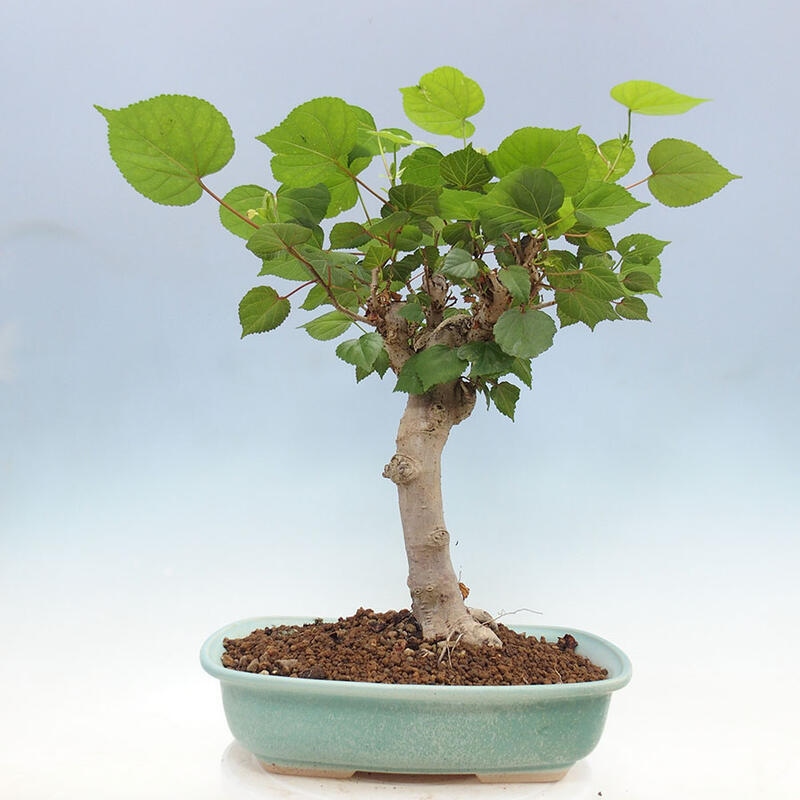 Indoor bonsai - Hibiscus tiliaceus - Sea hibiscus + SUISEKI book Free