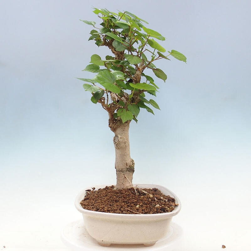 Indoor bonsai - Hibiscus tiliaceus - Sea hibiscus + SUISEKI book Free