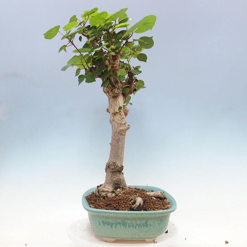 Indoor bonsai - Hibiscus tiliaceus - Sea hibiscus + SUISEKI book Free