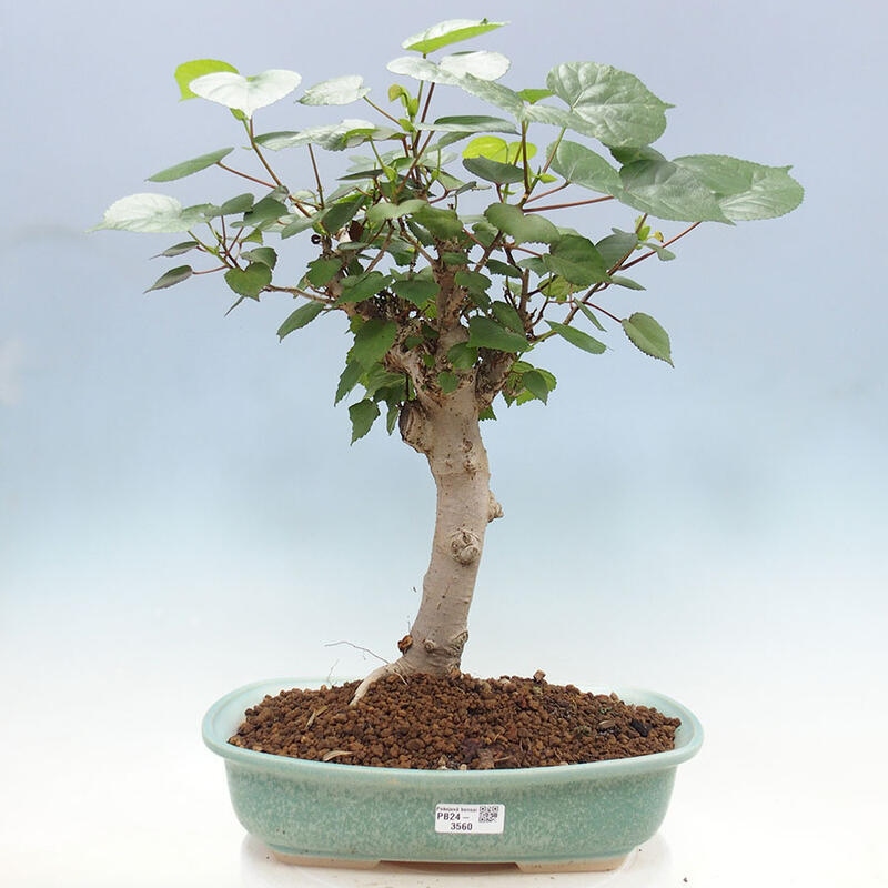 Indoor bonsai - Hibiscus tiliaceus - Sea hibiscus + SUISEKI book Free