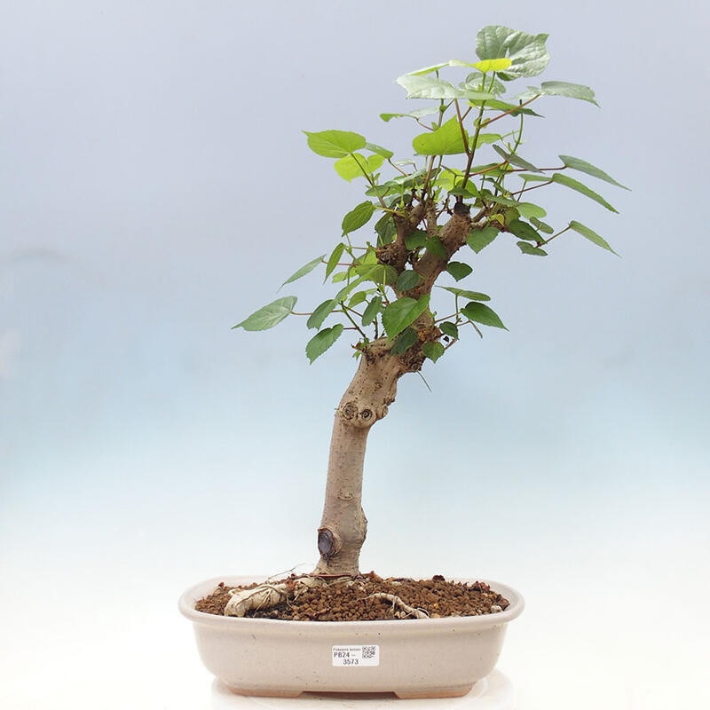 Indoor bonsai - Hibiscus tiliaceus - Sea hibiscus + SUISEKI book Free