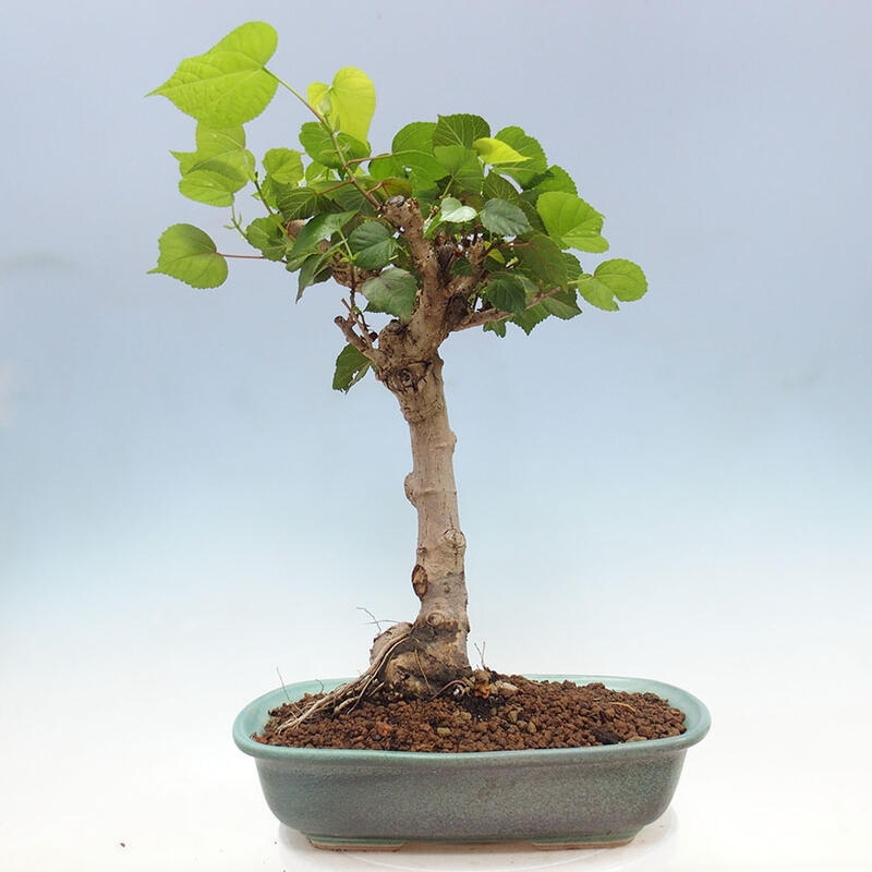 Indoor bonsai - Hibiscus tiliaceus - Sea hibiscus + SUISEKI book Free