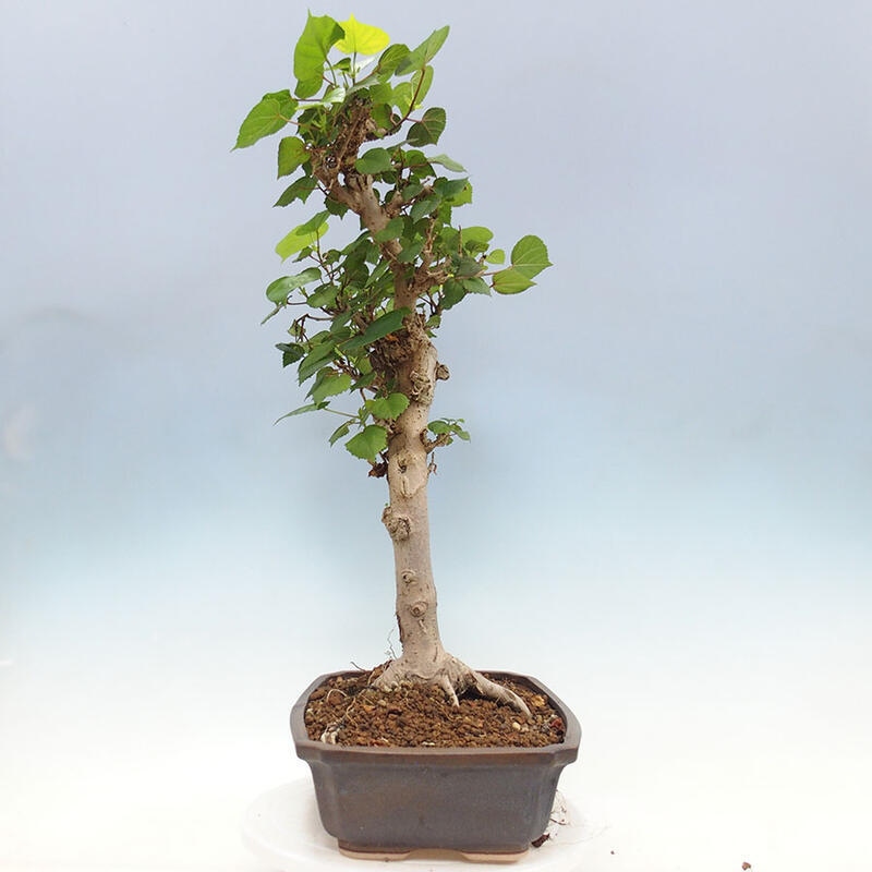 Indoor bonsai - Hibiscus tiliaceus - Sea hibiscus + SUISEKI book Free