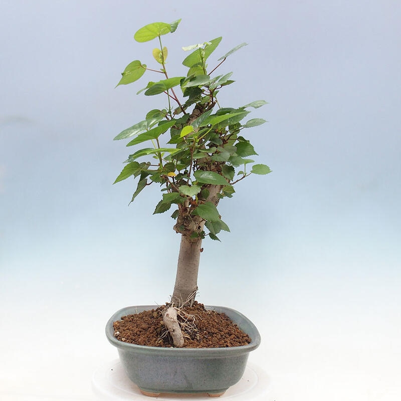 Indoor bonsai - Hibiscus tiliaceus - Sea hibiscus + SUISEKI book Free