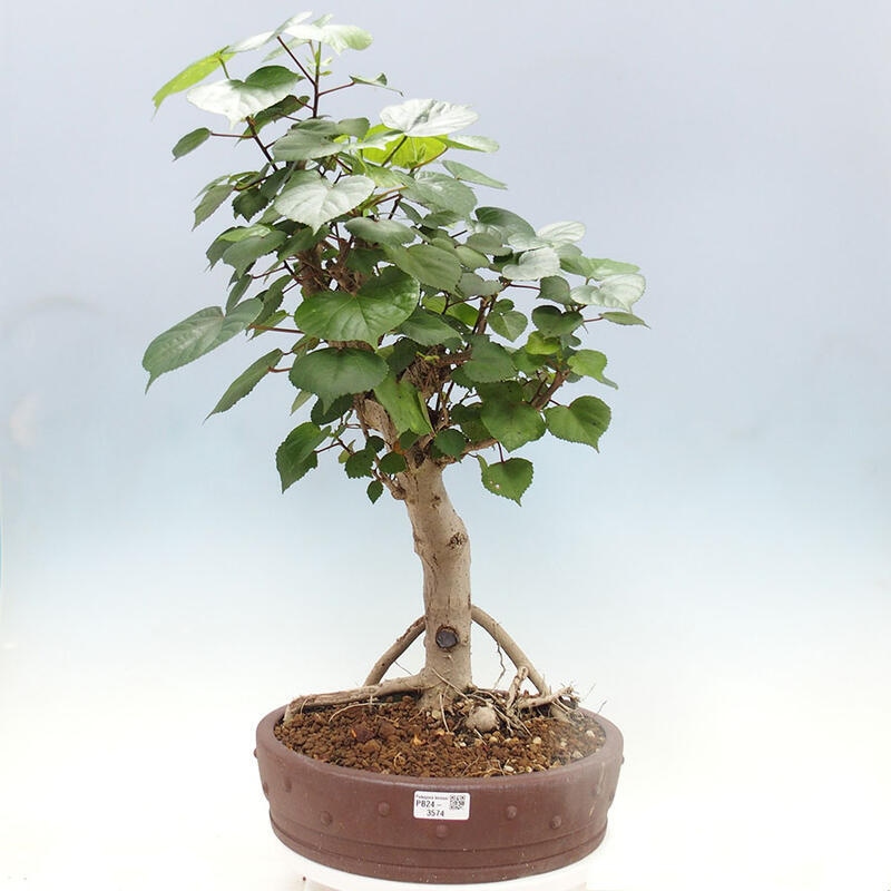 Indoor bonsai - Hibiscus tiliaceus - Sea hibiscus + SUISEKI book Free