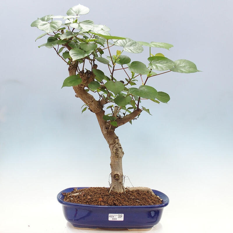 Indoor bonsai - Hibiscus tiliaceus - Sea hibiscus + SUISEKI book Free