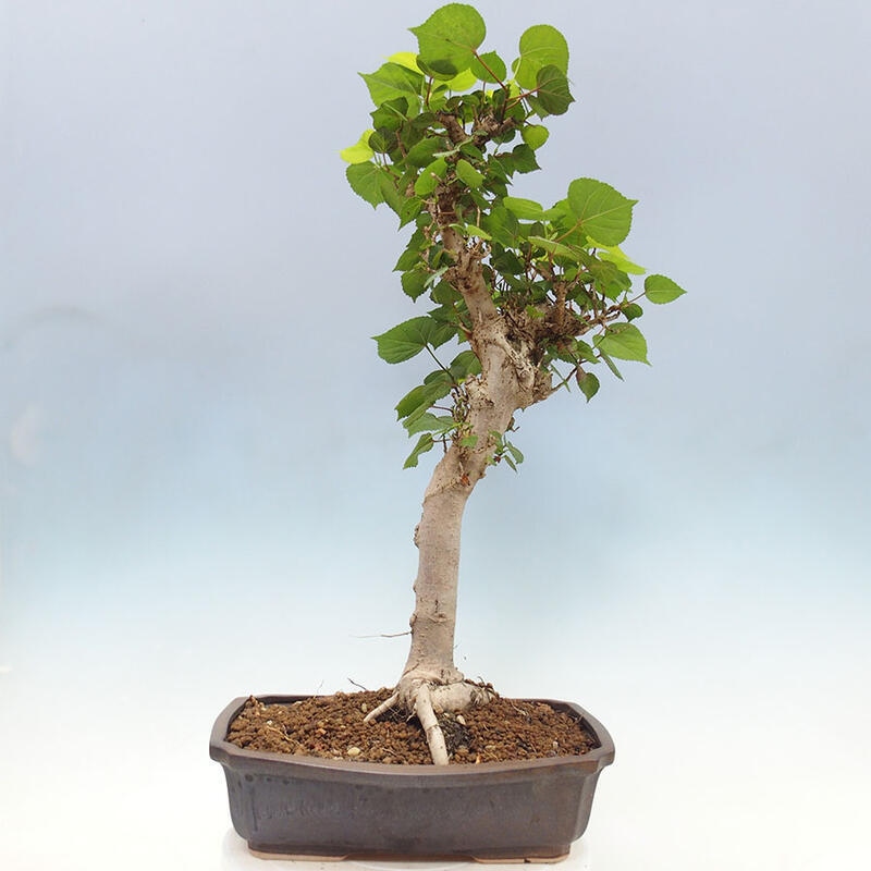 Indoor bonsai - Hibiscus tiliaceus - Sea hibiscus + SUISEKI book Free