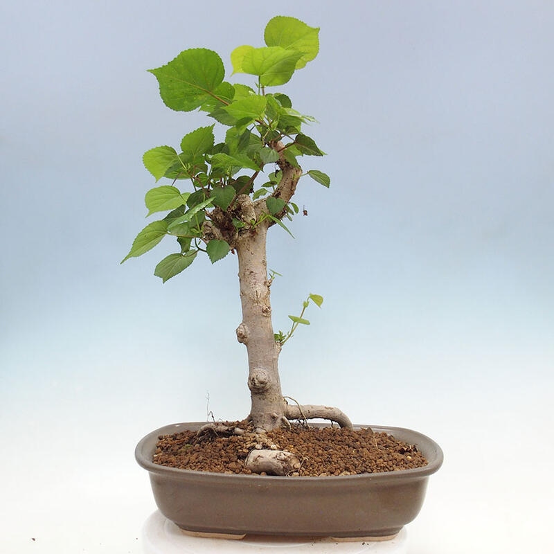 Indoor bonsai - Hibiscus tiliaceus - Sea hibiscus + SUISEKI book Free