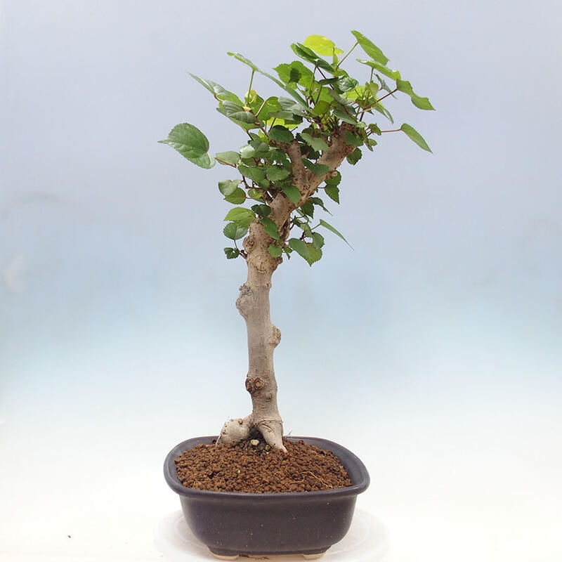 Indoor bonsai - Hibiscus tiliaceus - Sea hibiscus + SUISEKI book Free