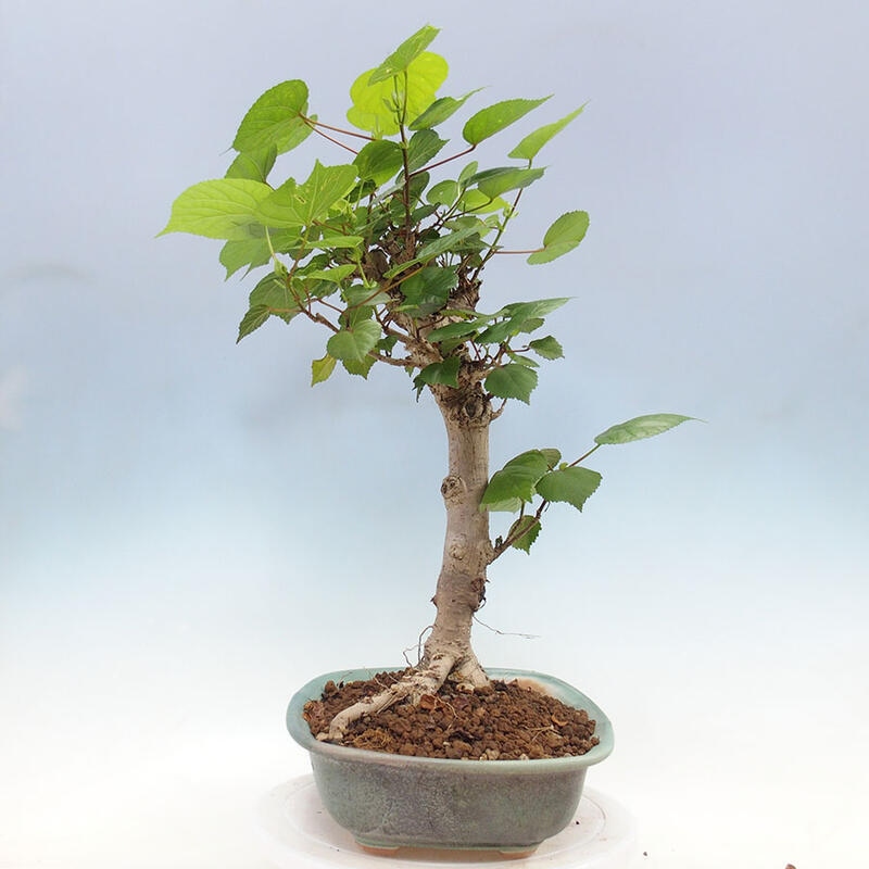 Indoor bonsai - Hibiscus tiliaceus - Sea hibiscus + SUISEKI book Free