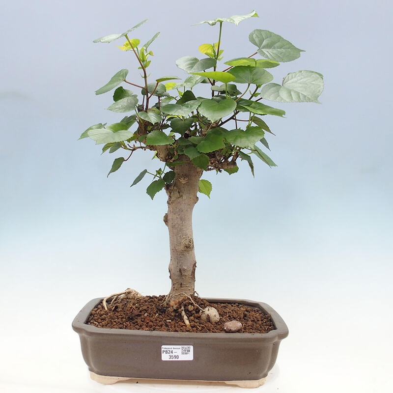 Indoor bonsai - Hibiscus tiliaceus - Sea hibiscus + SUISEKI book Free