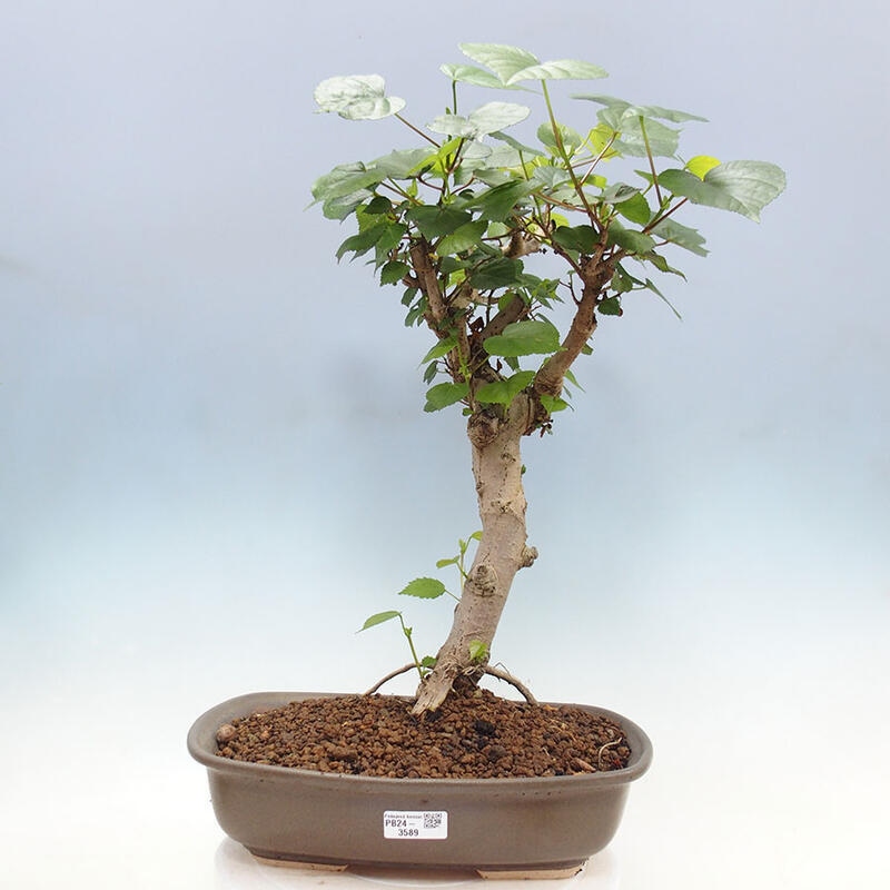 Indoor bonsai - Hibiscus tiliaceus - Sea hibiscus + SUISEKI book Free