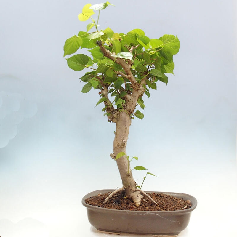 Indoor bonsai - Hibiscus tiliaceus - Sea hibiscus + SUISEKI book Free