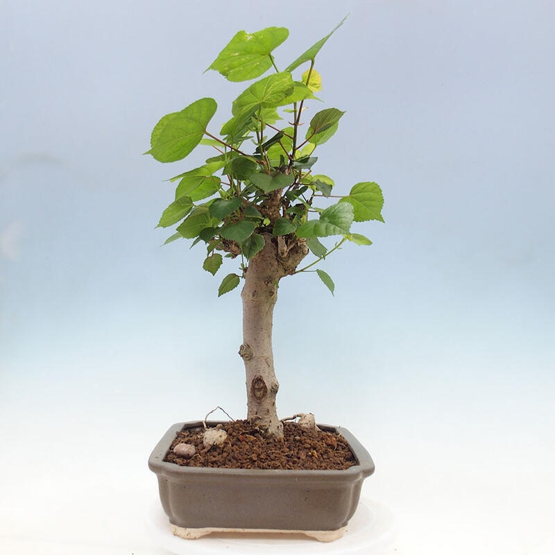 Indoor bonsai - Hibiscus tiliaceus - Sea hibiscus + SUISEKI book Free