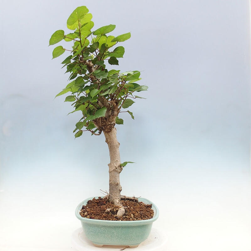 Indoor bonsai - Hibiscus tiliaceus - Sea hibiscus + SUISEKI book Free