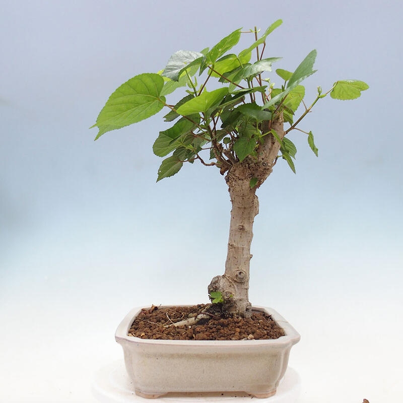 Indoor bonsai - Hibiscus tiliaceus - Sea hibiscus + SUISEKI book Free