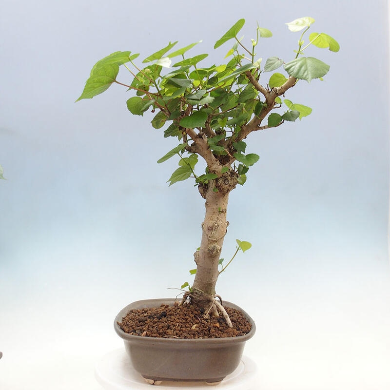 Indoor bonsai - Hibiscus tiliaceus - Sea hibiscus + SUISEKI book Free